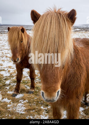 Zwei schöne rot-braune Islandpferde mit langen blonden Mähne posieren für ein Portrait auf die winterliche, schneebedeckte Felder von North Island. Stockfoto