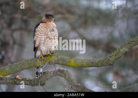 Ein erwachsener Cooper's Habicht (Accipiter cooperii) steht auf einem Ast auf der rechten Seite Stockfoto