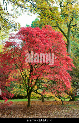 Acer palmatum 'Atropurpureum'. Lila japanischen Ahorn Bäume im Herbst in Westonbirt Arboretum, Cotswolds, Gloucestershire, England Stockfoto