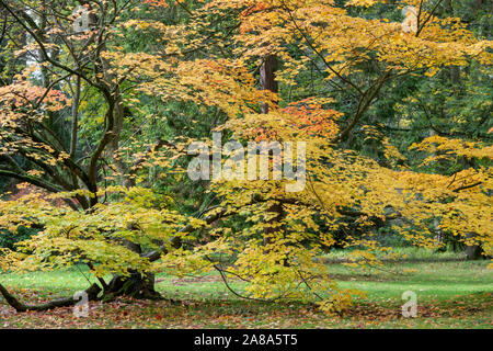 Acer japonicum 'Vitifolium'. Downy Japanischer Ahorn 'Vitifolium' Baum im Herbst in Westonbirt Arboretum, Cotswolds, Gloucestershire, England Stockfoto