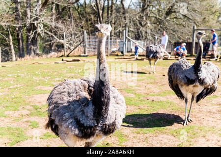 Mehr Rhea Rhea americana an der Woburn Safari Park Stockfoto