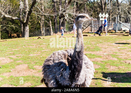 Mehr Rhea Rhea americana an der Woburn Safari Park Stockfoto