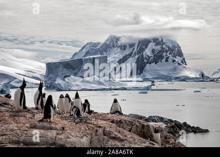 Gentoo Pinguin Kolonie auf einem Felsvorsprung auf Petermann Island mit einem großen Eisberg und Bergkulisse entlang der Antarktischen Halbinsel. Stockfoto