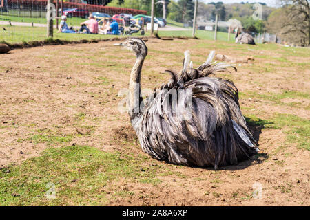 Mehr Rhea Rhea americana an der Woburn Safari Park Stockfoto