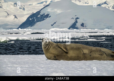 Krabbenesser auf einer Eisfläche mit Bergkulisse entlang der Gewässer der Antarktischen Halbinsel. Stockfoto