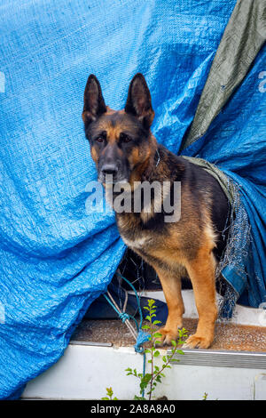 Deutscher Schäferhund stehend wachsam Stockfoto
