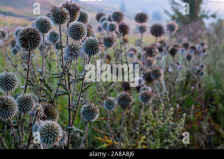 Weiß Mariendistel Dickicht und Spinnennetz an nebligen Morgen close-up mit selektiven Fokus. Stockfoto