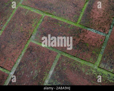 Brick Pflaster mit Moos Stockfoto