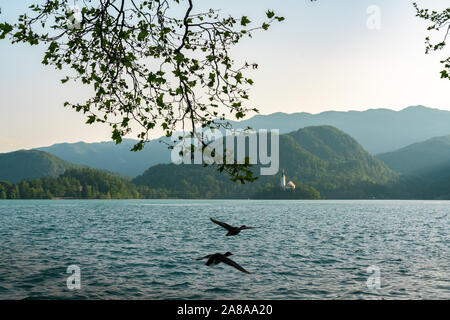 Konzentriert, auf einer spektakulären Landschaft Hintergrund zeigt, dass der See von Bled, in der es ein paar Enten Fliegen Stockfoto