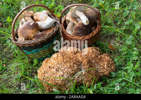 Zwei volle Körbe mit essbaren Pilzen und Blumenkohl Pilz. Stockfoto