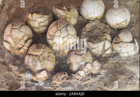 Moskau, Russland; 1. April 2018: Versteinerte duck-billed Dinosaurier Eier (Hadrosaurids), in Moskau ausgesetzt Stockfoto