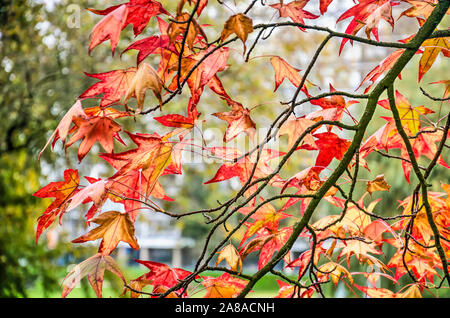 In der Nähe der Rot sternförmigen Blätter eines sweet Gum Tree (Liquidambar styraciflua) mit einer modernen Mehrfamilienhaus in der Hintergrund verschwommen Stockfoto