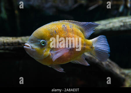Floating Herde von gelben Fisch im Aquarium Stockfoto
