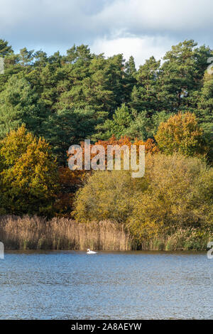 Blick auf Litlte Frensham Pond mit Herbstfarben, Surrey, Großbritannien Stockfoto