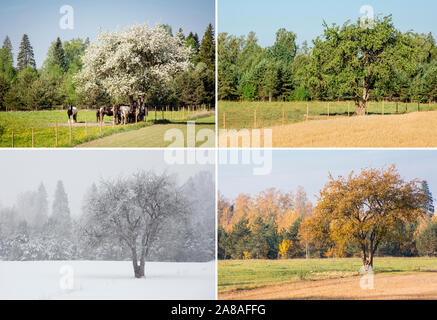 Schöne Collage der 4 Jahreszeiten unterschiedliche Bilder von einem Apfelbaum auf dem Feld der gleiche Punkt, statt. Weiß Frühling Blüten, grüne frischen hellen Sommertag, y Stockfoto