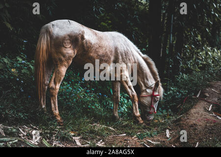 Epische moody Schuss ein verlassenes einsames Pferd Beweidung in einen dunklen Wald vom Mondlicht Stockfoto