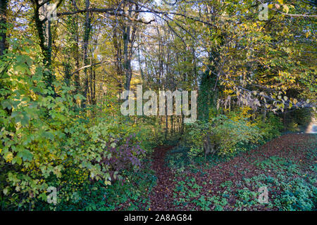 Wald 'dEdrückt" im Herbst Farben Stockfoto