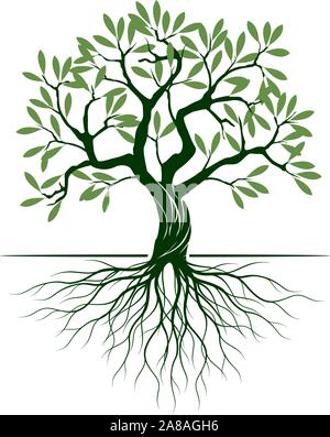 Grüne Oliven Baum mit Wurzeln auf weißem Hintergrund. Vector Illustration und concept Piktogramm. Pflanze im Garten. Stock Vektor