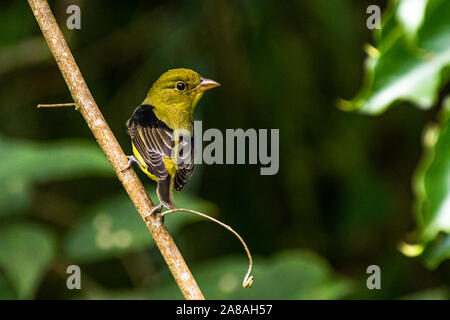 Wenig Olivenöl grüner Vogel thront mit dunkelgrünem Hintergrund Bild in Panama genommen Stockfoto