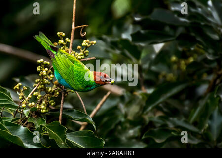 Bucht tanager Fütterung auf einige Beeren Bild in Panama genommen Stockfoto