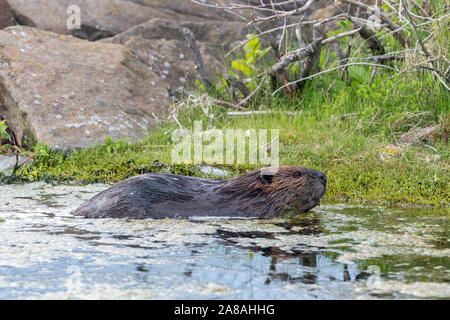 Amerikanischer Biber (Castor canadensis), Schwimmen im Teich, Minnesota, USA, von Dominique Braud/Dembinsky Foto Assoc Stockfoto