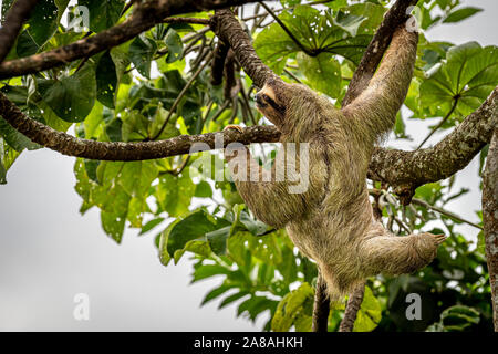 Braun throated Drei toed sloth Bild in Panamas regen Wald aufgenommen Stockfoto