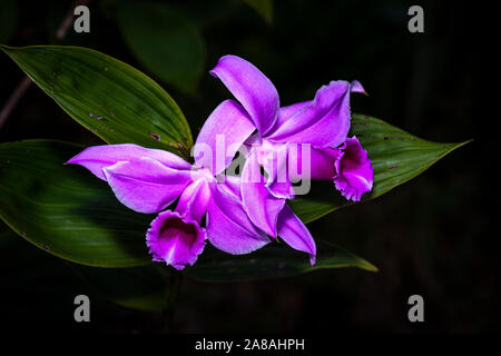 Rosa sobralia Orchidee Bild im Nebelwald von Panama genommen Stockfoto