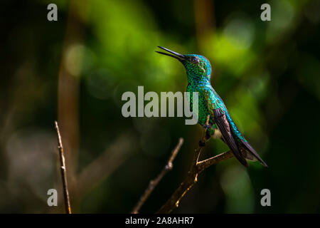 Weiß belüftete plumeleteer Kolibri mit grünem Hintergrund Bild in Panama genommen Stockfoto