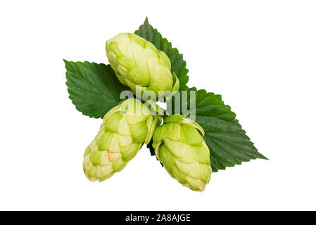 Hop close-up auf weißem Hintergrund. Frisches Grün Hopfen auf weißem Hintergrund. Stockfoto