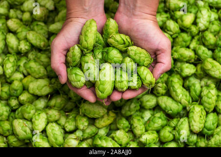 Grüne Hopfen für Bier. Mann hält frische hop in seinen Händen. Handwerk Bier Zutaten auf einer Brauerei. Stockfoto