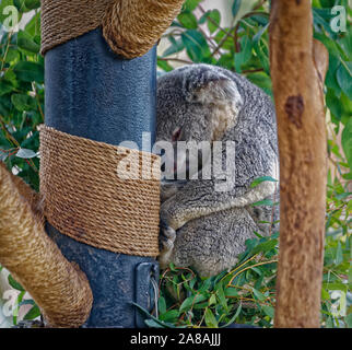 Koala-Porträt, das einen Koala auf einem Baumzweig mit verschwommenem Hintergrund schlafend zeigt. Stockfoto