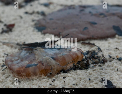 Eine tote Qualle liegt am Strand neben einem tar Patty von Öl von der BP Oil Spill, 30. Juni 2010 in Gulfport, Mississippi. Stockfoto