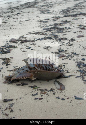 Ein toter Horseshoe Crab in Öl liegt am Strand bedeckt, durch Öl Tar Balls aus der BP Oil Spill umgeben, in Gulfport, Mississippi. Stockfoto