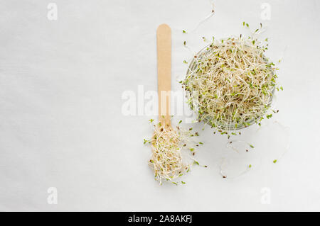 Gekeimt Alfalfa Samen in Glas Glas mit weißem Hintergrund. Makrobiotische Lebensmittel. Frische Micro Grüns. Flach mit Platz für Text, Stockfoto