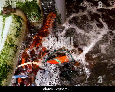 Große Hummer in Holding Tank bei einem Händler in Portland, Maine Stockfoto