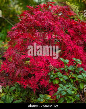 Ein kleiner acer Palmatum Baum in vollherbstlichen Farben. Stockfoto