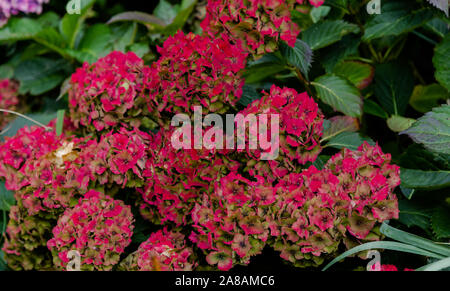 Verblassende hortensie Blumen. Stockfoto
