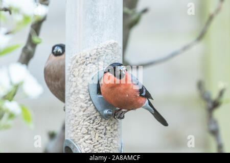 Ein Mann und eine Frau Gimpel auf einem birdfeeder in einen Englischen Garten. Stockfoto