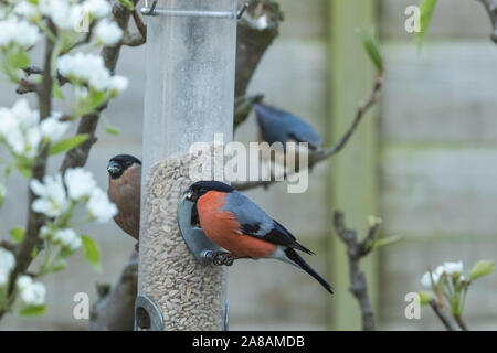 Ein Mann und eine Frau Gimpel auf einem birdfeeder in einen Englischen Garten. Stockfoto