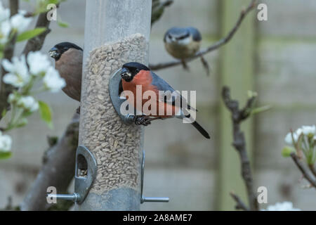 Ein Mann und eine Frau Gimpel auf einem birdfeeder in einen Englischen Garten. Stockfoto