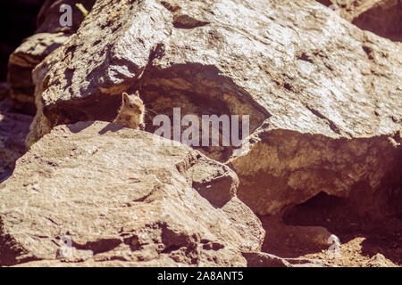 Ein chipmunk peeking Out über die Felsen in der Nähe von Fish Creek Falls in Colorado Stockfoto