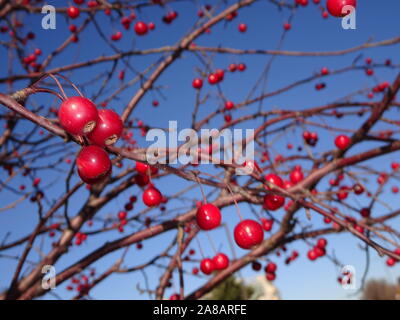 Rote Beeren von winterberry Holly (Actaea Rubra) in Minnesota im Herbst Stockfoto