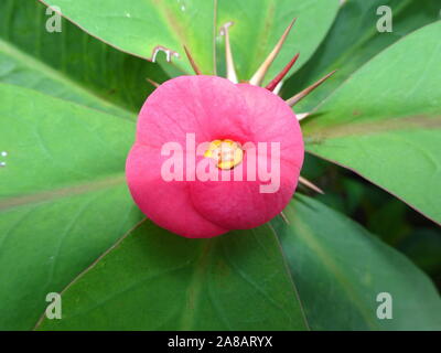 Rosa tropische Blume Euphorbia milii aka Dornenkrone Stockfoto