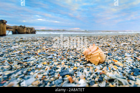 Eine genoppte Wellhornschnecken seashell (busycon Carica) legt auf Folly Beach, Oktober 12, 2015, in der Folly Beach, South Carolina. Stockfoto