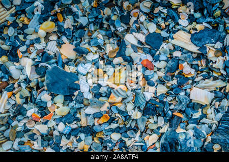 Seashells lag auf Folly Beach, Oktober 12, 2015, in der Folly Beach, South Carolina. Stockfoto