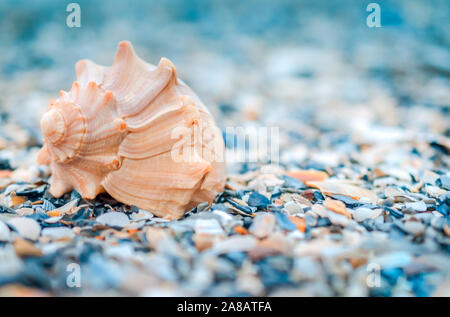 Eine genoppte Wellhornschnecken seashell (busycon Carica) legt auf Folly Beach, Oktober 12, 2015, in der Folly Beach, South Carolina. Stockfoto