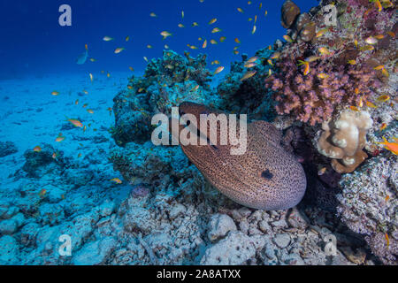 Giant moray Aal in Coral Reef Stockfoto