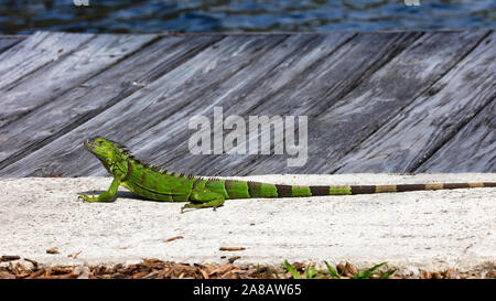 Iguana liegen auf der Pier, Florida, USA Stockfoto