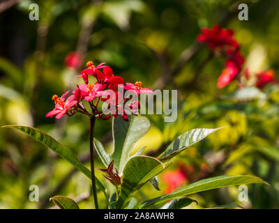 Würzige Jatropha mit roten Blüten, Florida, USA Stockfoto