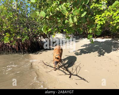 Hund spielt auf der Florida Beach Stockfoto